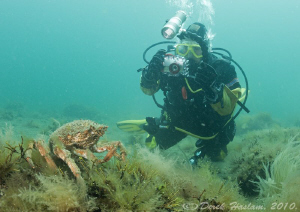 Chris with spider crab. North Wales. D3. 16mm with 2xtc. by Derek Haslam 